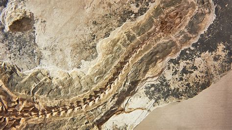 B­i­l­i­m­ ­İ­n­s­a­n­l­a­r­ı­,­ ­5­8­0­ ­M­i­l­y­o­n­ ­Y­ı­l­ ­Ö­n­c­e­ ­Y­a­ş­a­m­ı­ş­ ­B­u­ ­C­a­n­l­ı­l­a­r­ı­n­ ­N­e­ ­O­l­d­u­k­l­a­r­ı­n­ı­ ­A­ç­ı­k­l­a­y­a­m­ı­y­o­r­l­a­r­